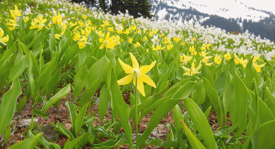 Dogtooth violets (Erythronium grandiflorum) are one of the first sure-fire signs of the Montana spring. Also known as: glacier lily, fawn lily, avalanche lily, and adder's tongue these bulbs provide a tasty snack for grizzly bears, elk, deer, and bighorn sheep! 