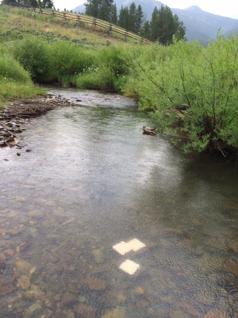 Ceramic tiles placed in the stream to measure the amount of algal growth over the short summer growing season.