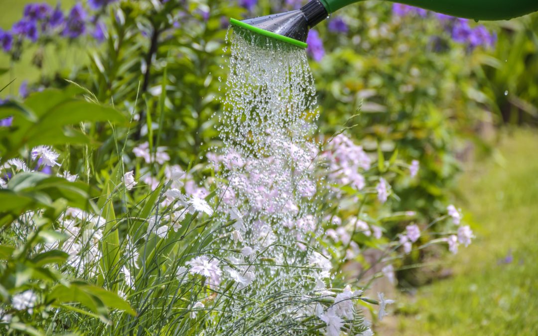 Ten Tips for a Water-wise Landscape