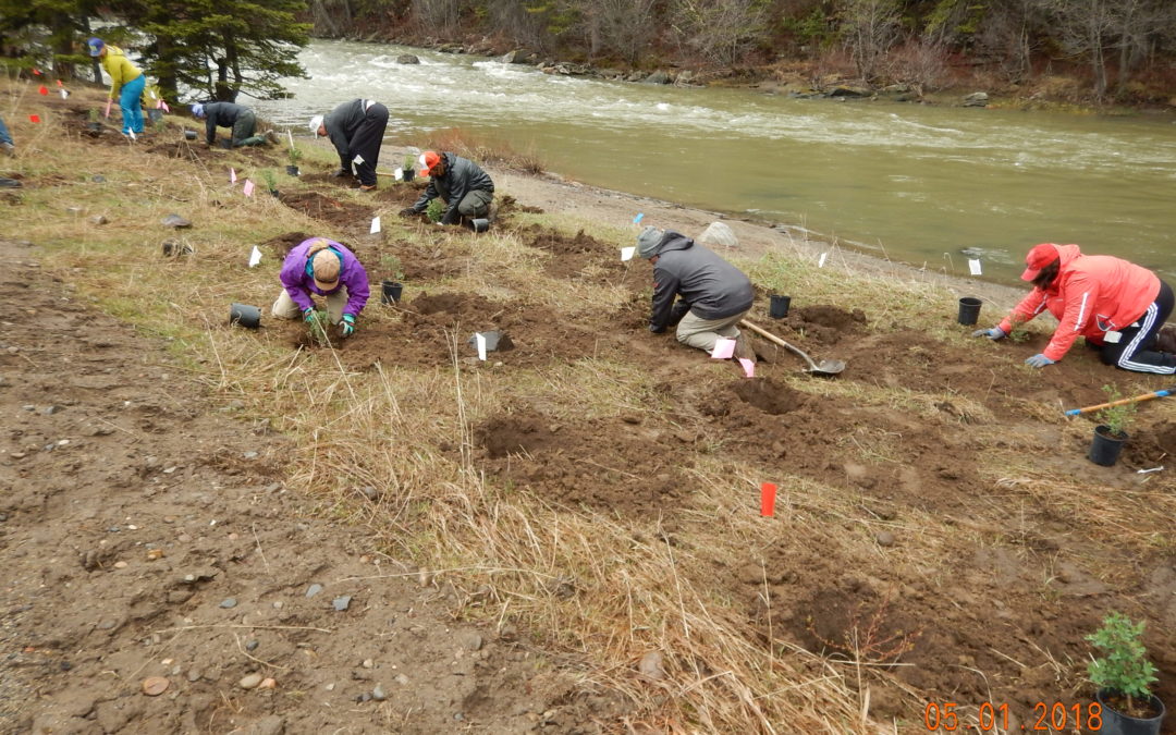 Volunteer to Safeguard Streambanks at Moose Creek Flat