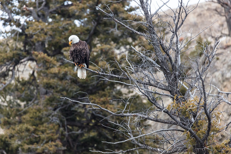 Bald Eagle, Gallatin River, Big Sky, Montana