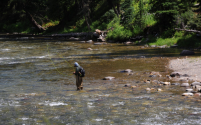 A look at the Upper Gallatin: a healthy fishery reflects a healthy river