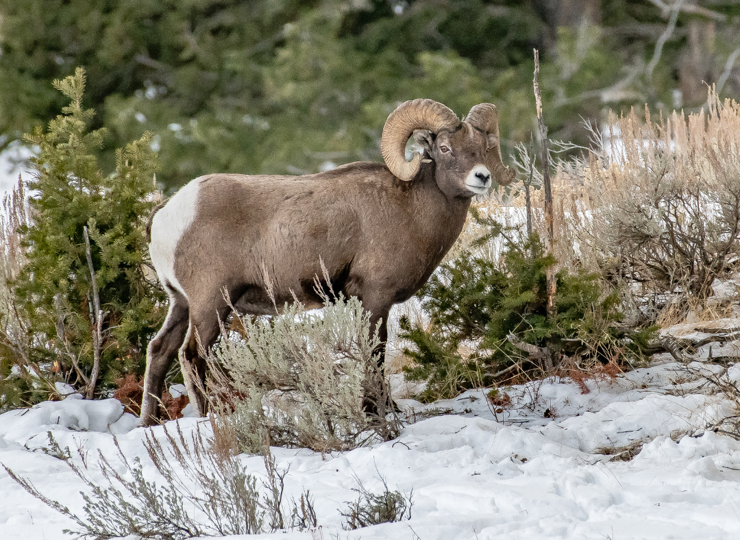 Side view of a Big Horn Sheep in winter.