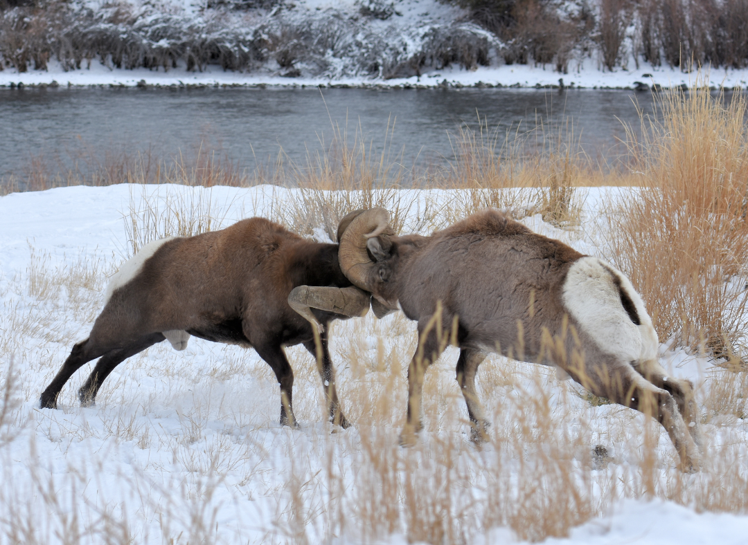 Two big horn sheep colliding.