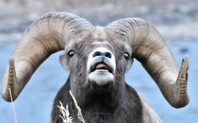 Wildlife in the Watershed: Bighorn Sheep