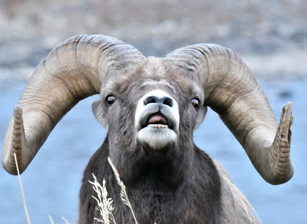 A close-up view of a Big Horn Sheep.